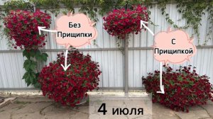 Прищипывать или не прищипывать петунии? Результат эксперимента!