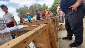 Голубиный рынок Баку ( Сабунчи.Там где продается все ) 16.07.2023 . #ГолубиБаку