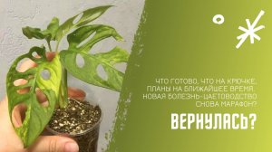 Вернулась? Что закончила, что на крючке. Коллекция цветов. Снова в марафон.