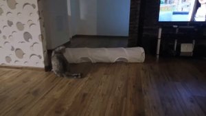 Приколы с котами -труба из Икея