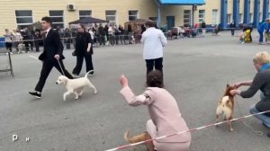 27.04.2025 Кемерово, выставка САС/ЧФ, судья Барбосов К.В.