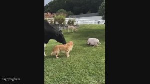 Самые смешные видео с Золотистым Ретривером За Все Время 🤣🐶 Вы не Перестанете Смеяться!