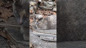 Ступеньки на яшмовый пляж и прекрасные котики
