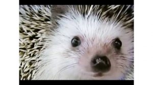 Самые смешные ежи слайд-шоу с музыкай Дико-тусим!!