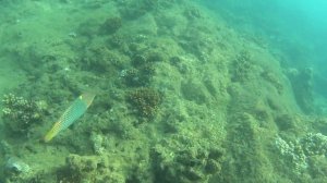 Таиланд, Пхукет, подводный мир кораллового рифа мыса Карон