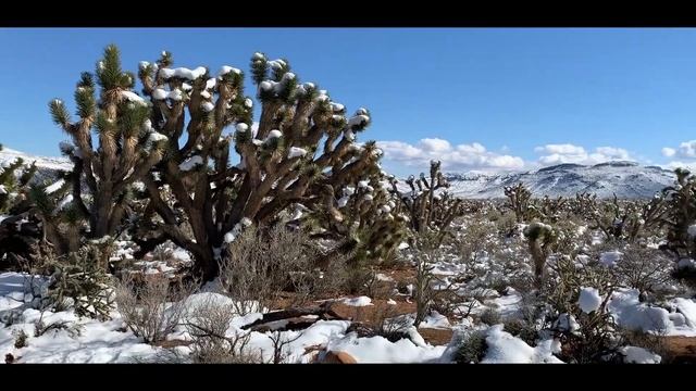 C5 Z06 in the snow at Red Rock Canyon! смотреть онлайн