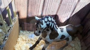 Сериал шляйхи 1сезон  2 серия"гонки к победе"😙😎