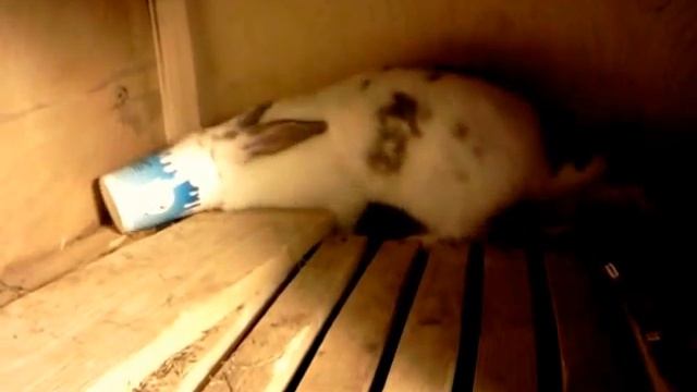 Забавный Кролик играет с банкой смотреть онлайн