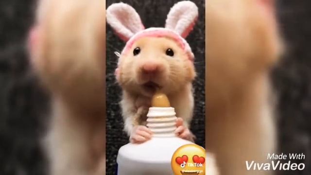 Сирийские хомяки🐹/забавное видео!