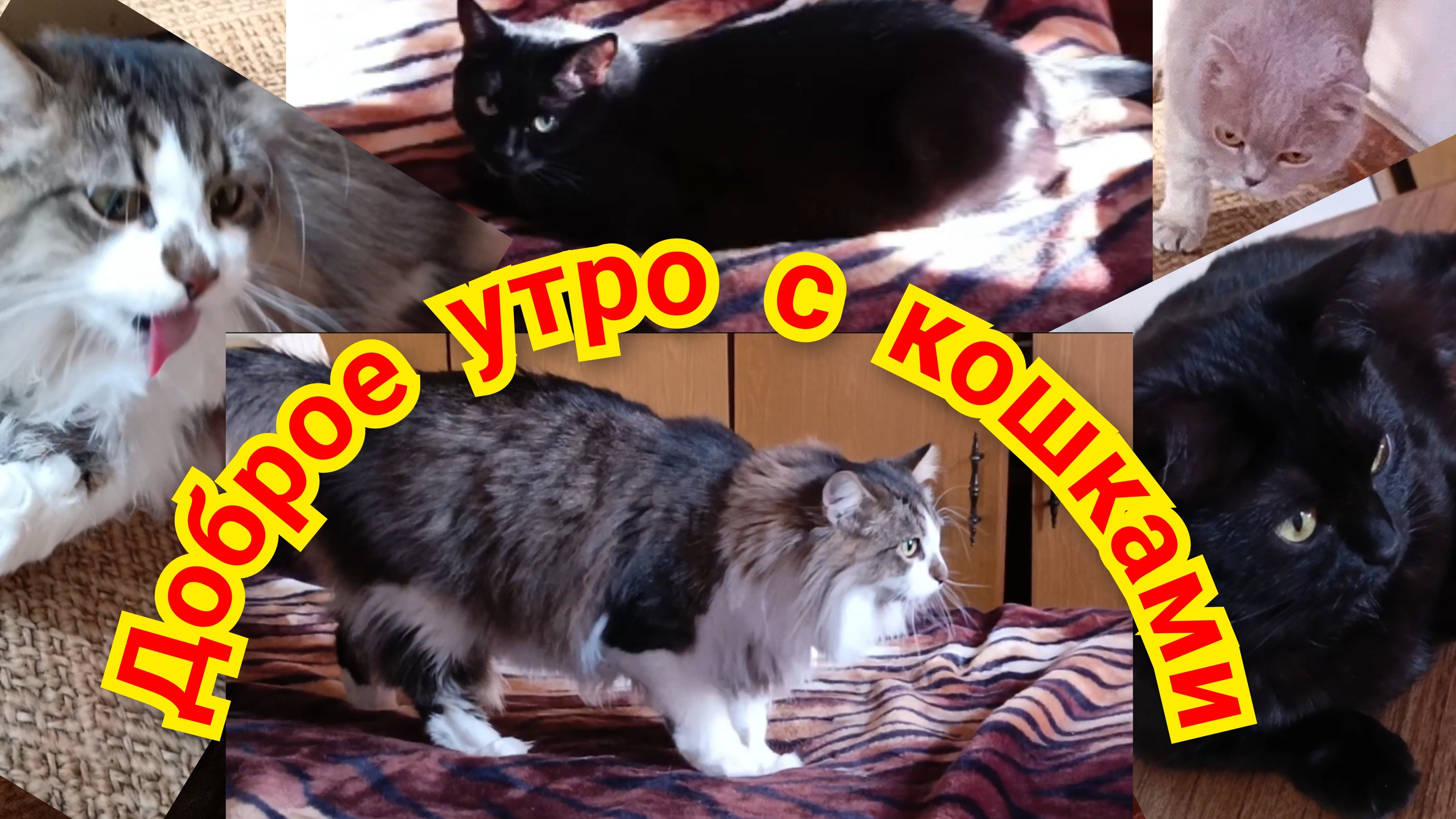 ДОБРОЕ УТРО С КОШКАМИ.