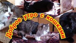 ДОБРОЕ УТРО С КОШКАМИ.