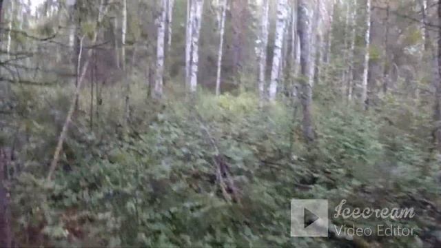 охота с лайками на медведя ,добыли молодого мишку смотреть онлайн