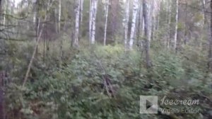 охота с лайками на медведя ,добыли молодого мишку