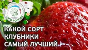 КЛУБНИКА Какой сорт самый лучший. Какие сорта клубники сажать на участке.