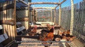 Почему куры выщипывают друг у друга перья и их едят. Разбираемся с этой проблемой.