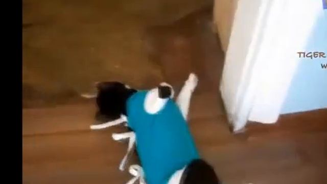 Cats after visiting the veterinary! Коты после посещения ветеринара! смотреть онлайн