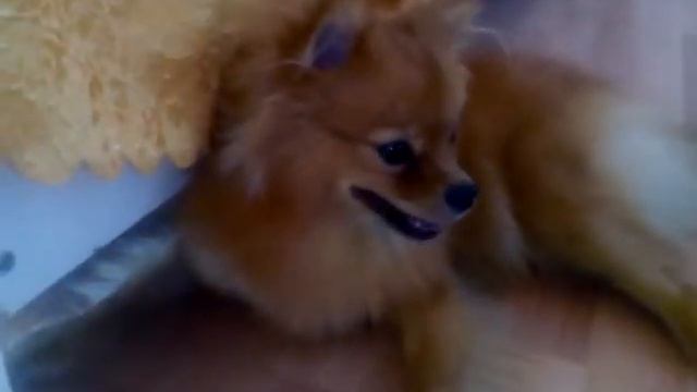 Милая собака шпиц покарила моё сердце смотреть онлайн