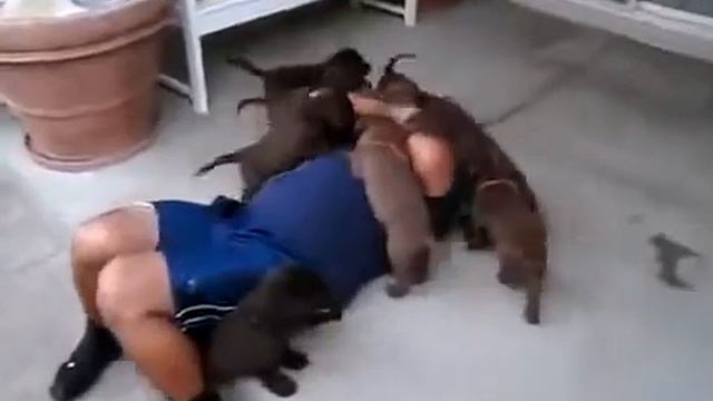 Прикольные кошки