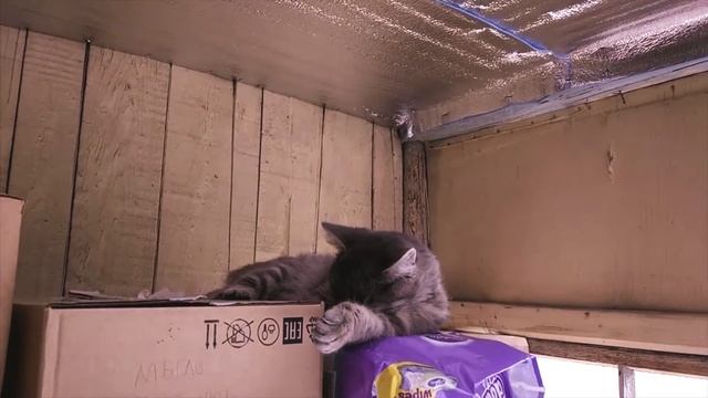 Коты и карантин - подготовка смотреть онлайн