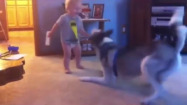 приколы собачки смотреть онлайн