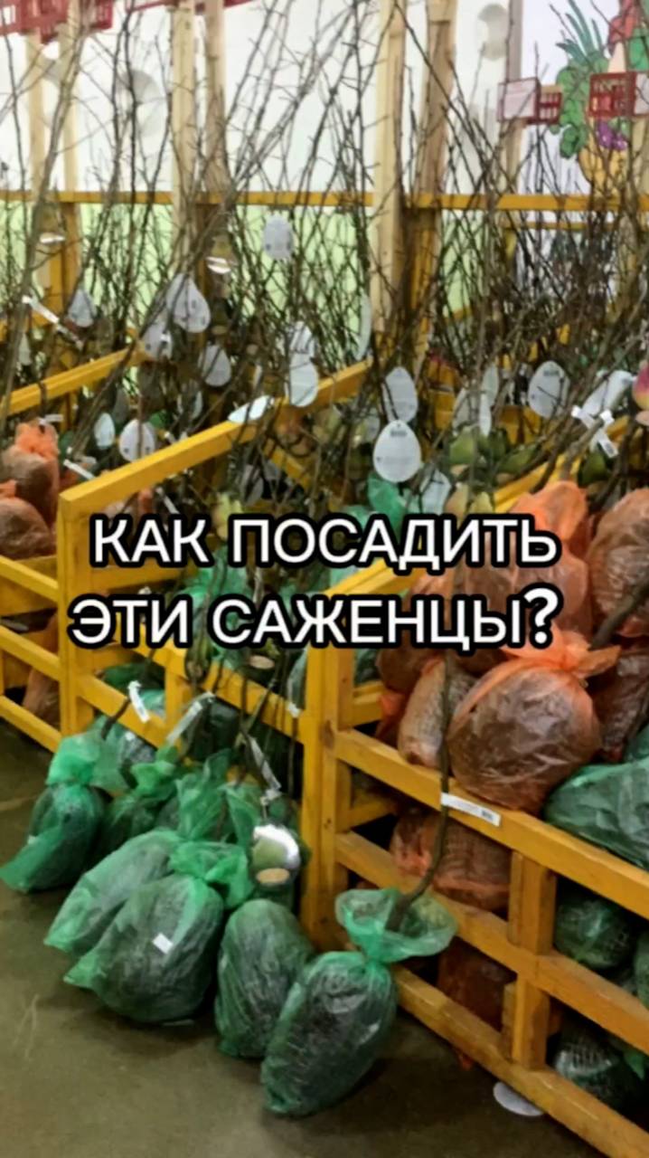 Как посадить плодовые саженцы?