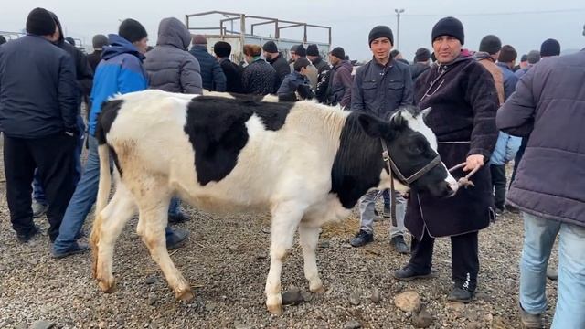 МОЛБОЗОРИ ПАХТАОБОД НАРХИ МОЛИ ШИРДОР ШИРТЕ ВА БУГОЗ НАРХИ ИМРУЗА 28-11-21