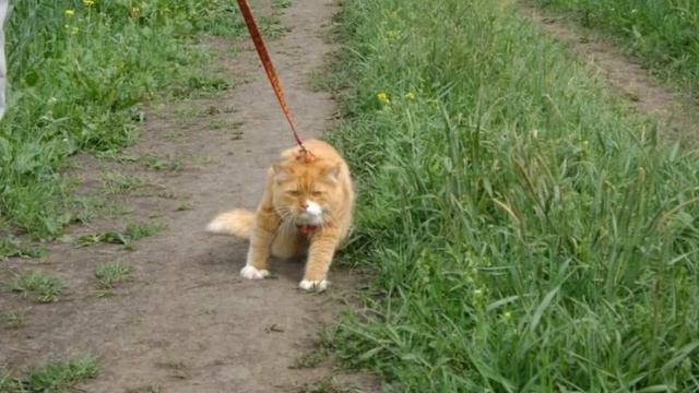 Картинки самых смешных котов в мире 2019 - Смешные кошки МатроскинТВ смотреть онлайн