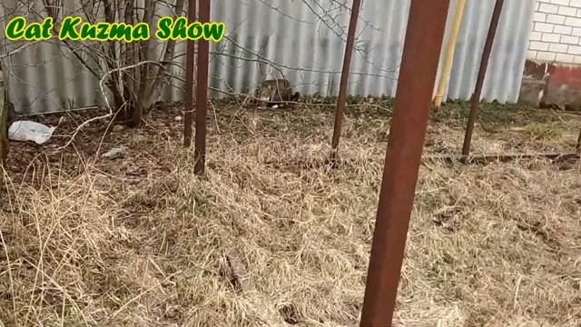 ВЕСНА! Кот Кузьма обходит территорию, встреча с кошечкой, пение птиц смотреть онлайн