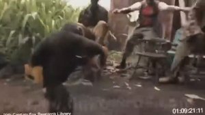 Обезьяна с автоматом Калашникова