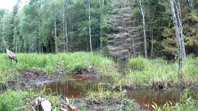 Бобровая плотина Вторая часть Кабаны, журавли, лоси смотреть онлайн