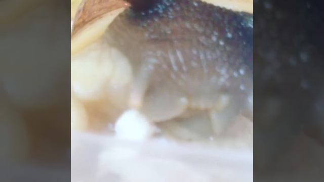 Жесть .прикол . Улитка сожрала курицу смотреть онлайн