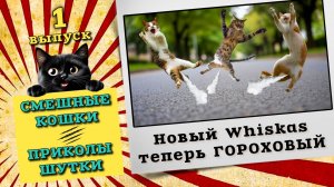 Смешные коты, приколы и мемы с котами и кошками. Первый выпуск, смешные котики.