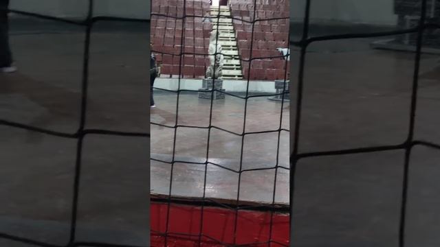 Открытая репетиция в цирке 💪 Тигрули такие львы) смотреть онлайн