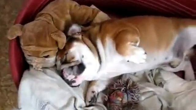 Свинья, пошли гулять Приколы смотреть онлайн