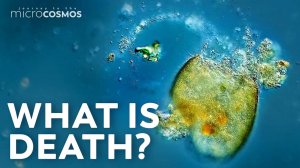 Умирающая инфузория