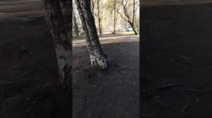 Вечерний Веселый поселок прогулка