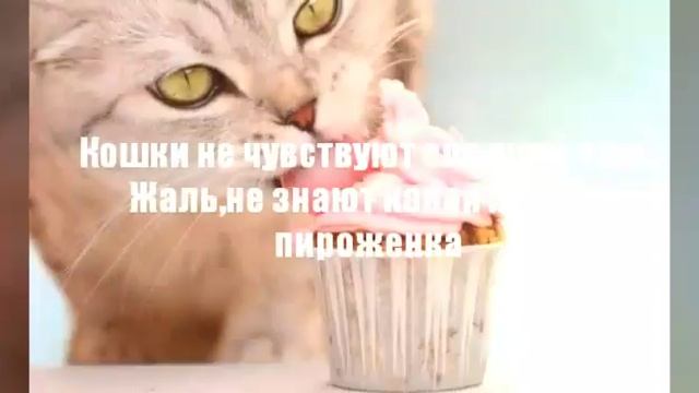 Интересные факты о кошках_Kitten world смотреть онлайн
