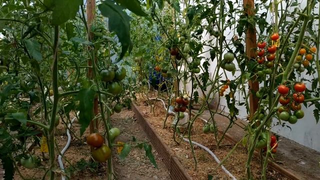 ЛЕНИВЫЙ ПОЛИВ ТОМАТОВ В ТЕПЛИЦЕ #томаты смотреть онлайн