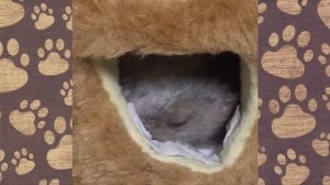 СЕМА ПОБЕДИТЕЛЬ! Новый домик для ХОМЯЧКА ДЖУНГАРИКА. ХОМКИ канал