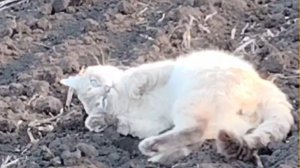 Не говорю многое только из - за.... 🐖🐁🪱/Пришла весенняя пора❗