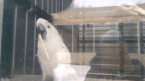 Ржач! Танцующий какаду