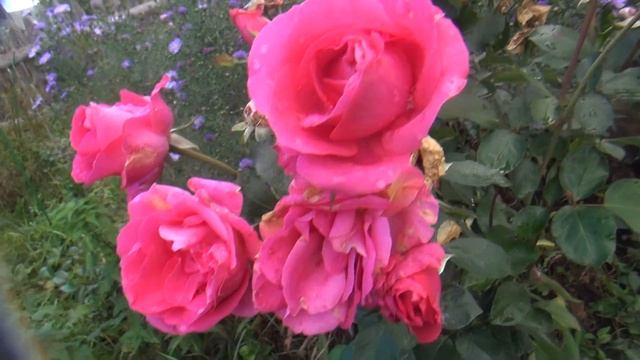 sarqasa смотреть онлайн