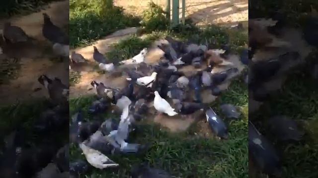 Почему голуби кушают хлеб смотреть онлайн