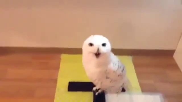 Как смеется сова смотреть онлайн