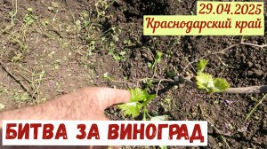 Краснодарский край(29.04.2025). Битва за виноград.
