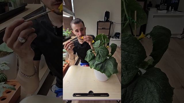 Как опылить дыни, арбузы, огурцы и прочие бахчевые культуры. #дача #огород
