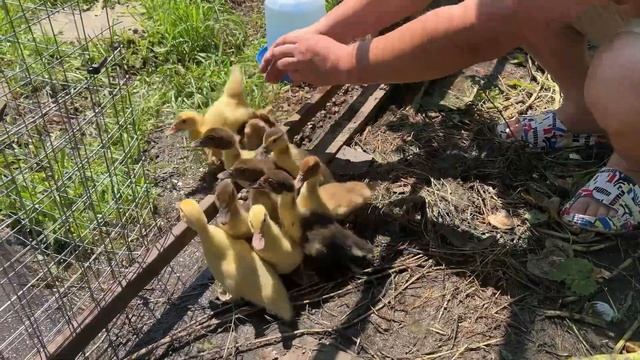 Я и баба и мужик. Я и лошадь я и бык.. смотреть онлайн