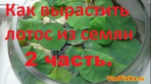 Как вырастить лотос из семян - 2