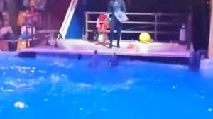 Цирк дельфинов