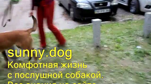 Дрессировка собаки на прогулке пес с радость слышит ваши команды смотреть онлайн